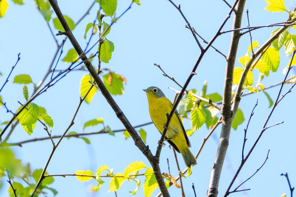 Nashville Warbler