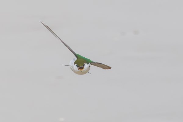 Violet-green Swallow