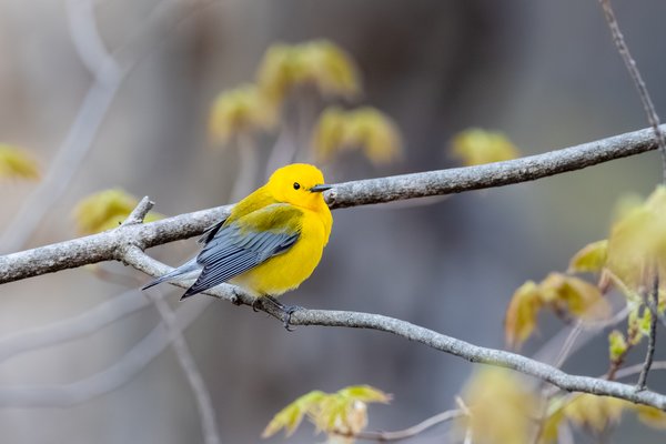 Prothonotary Warbler