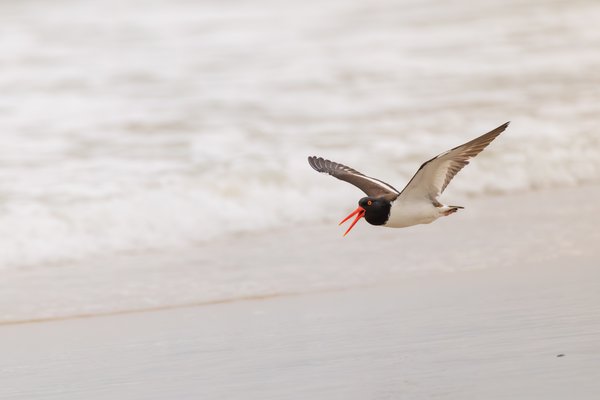 American Oystercatcher