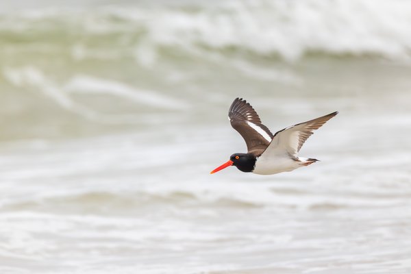 American Oystercatcher