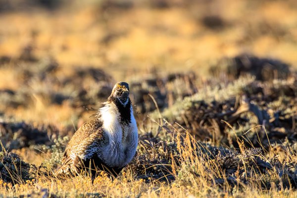Greater Sage-Grouse