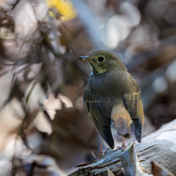 Swainson's Thrush
