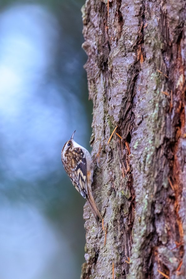Brown Creeper
