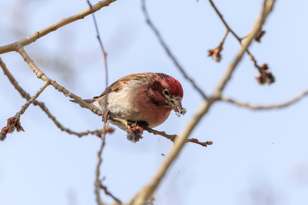 Cassin's Finch