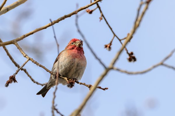 Cassin's Finch