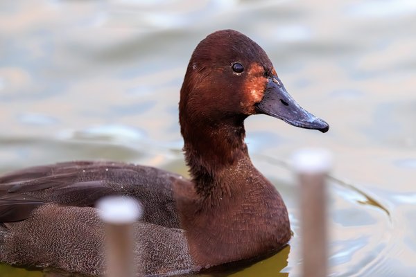 Common Pochard