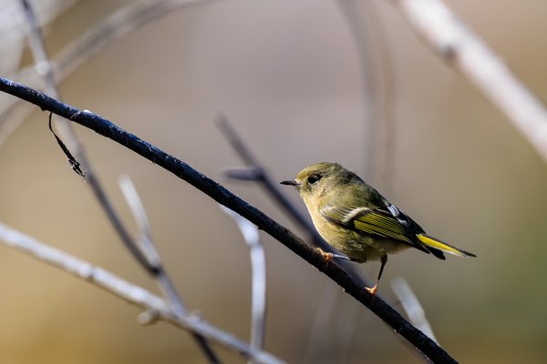 Ruby-crowned Kinglet