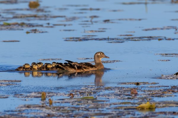 Wood Duck