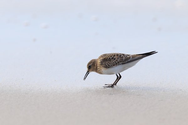 Semipalmated Sandpiper