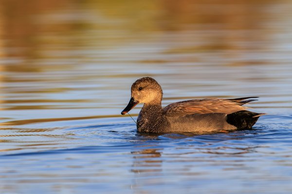 Gadwall