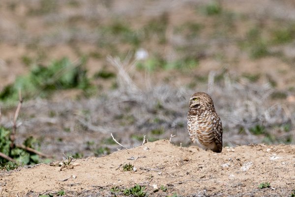 Burrowing Owl