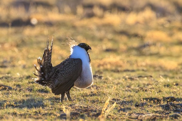 Greater Sage-Grouse