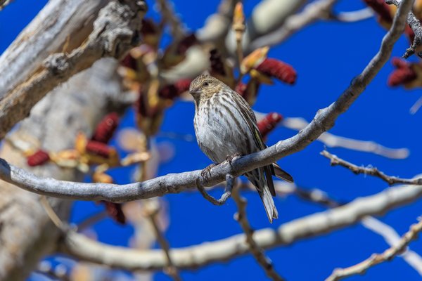 Pine Siskin