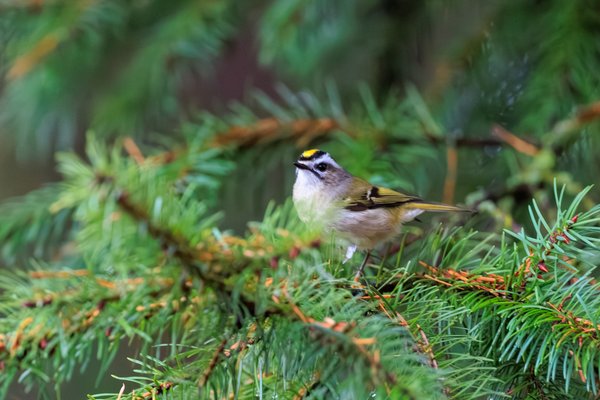 Golden-crowned Kinglet