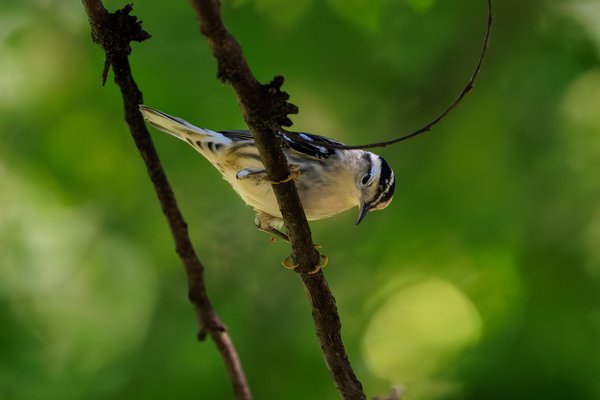 Black-and-white Warbler