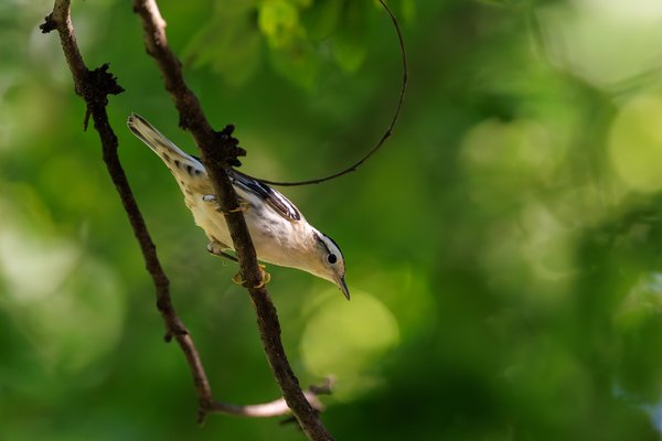 Black-and-white Warbler