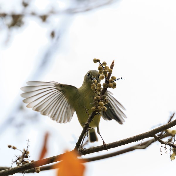 Ruby-crowned Kinglet