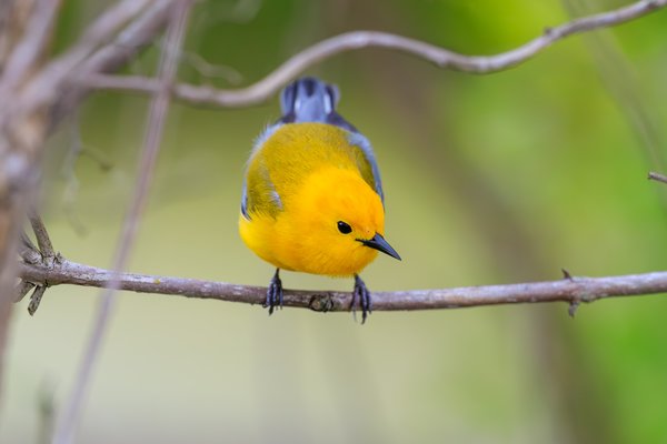 Prothonotary Warbler