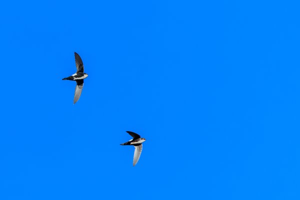 White-throated Swift