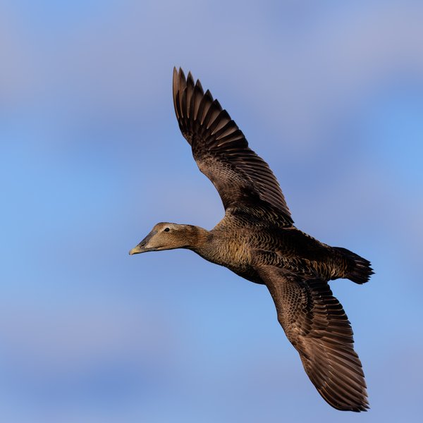 Common Eider
