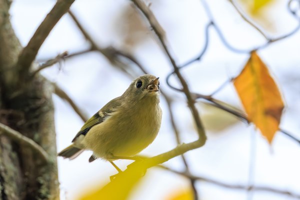 Ruby-crowned Kinglet