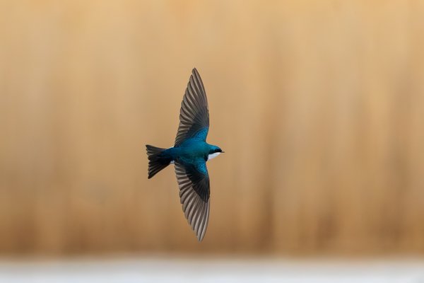 Tree Swallow