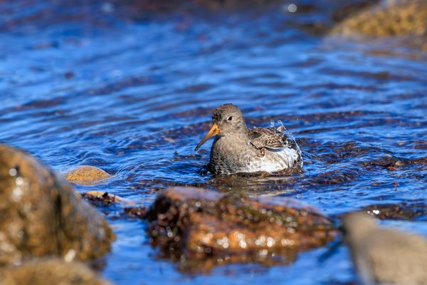Purple Sandpiper