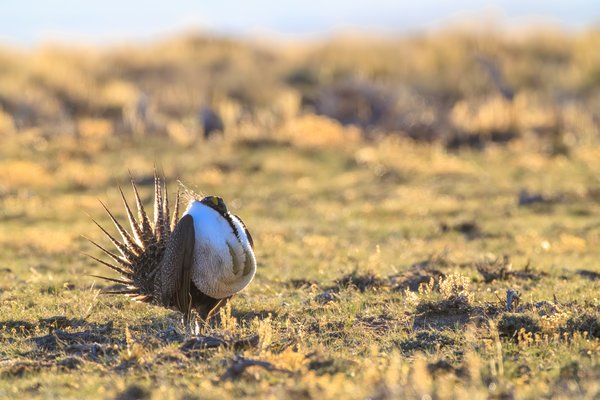 Greater Sage-Grouse