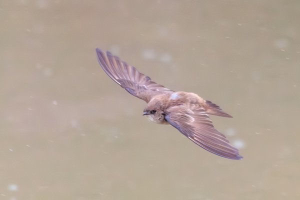 Northern Rough-winged Swallow