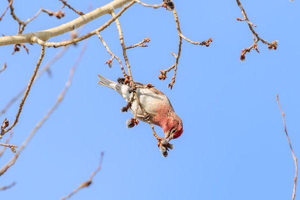 Cassin's Finch