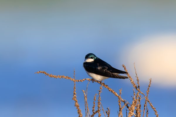 Tree Swallow