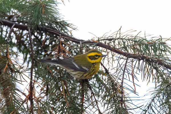 Townsend's Warbler