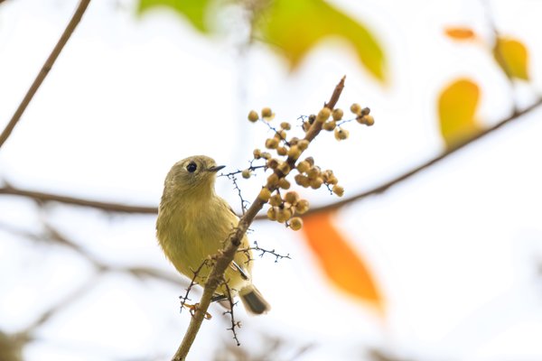 Ruby-crowned Kinglet