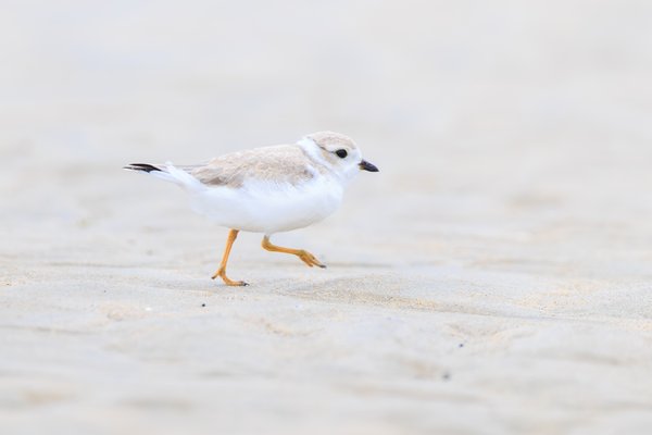 Piping Plover