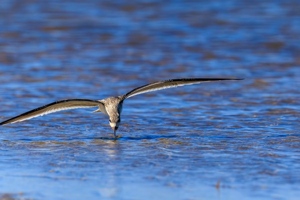 Black Skimmer