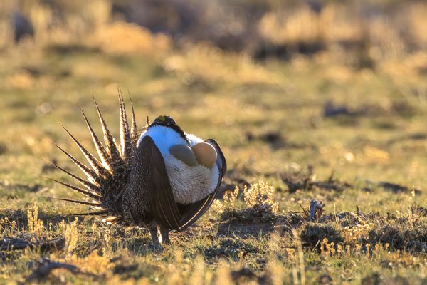 Greater Sage-Grouse