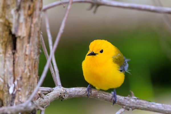 Prothonotary Warbler