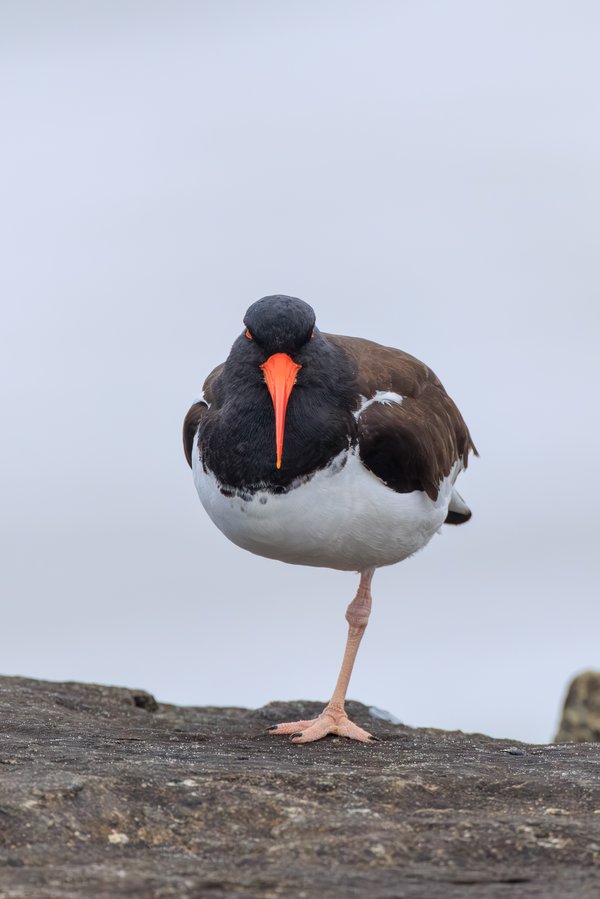 American Oystercatcher