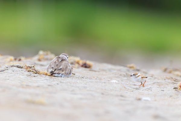 Piping Plover