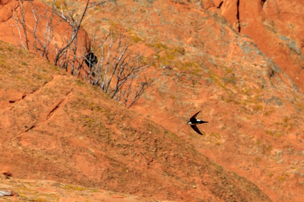 White-throated Swift