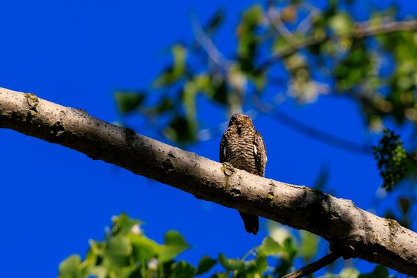 Common Nighthawk