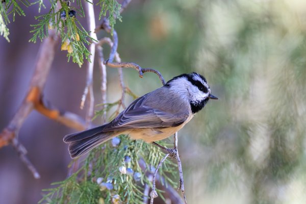 Mountain Chickadee