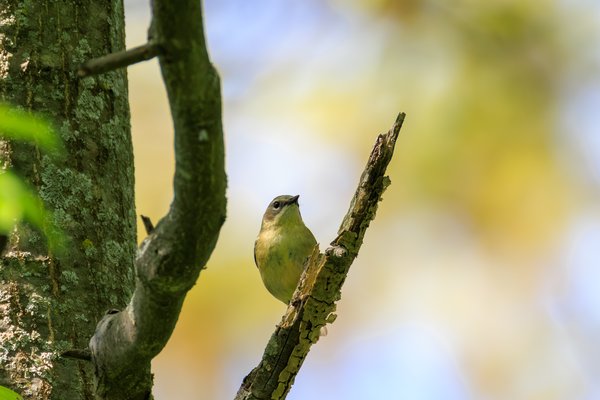 Black-throated Blue Warbler