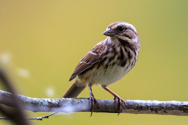 Song Sparrow