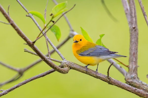 Prothonotary Warbler