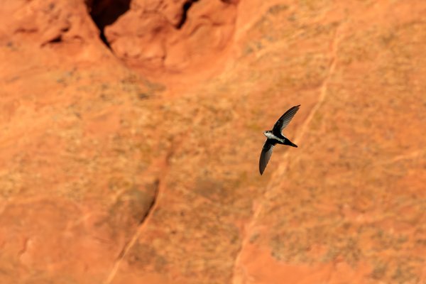 White-throated Swift