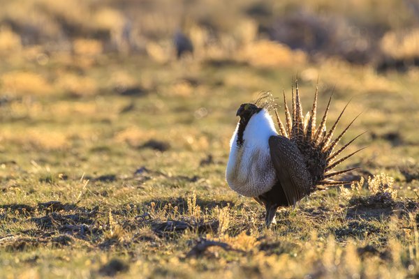 Greater Sage-Grouse