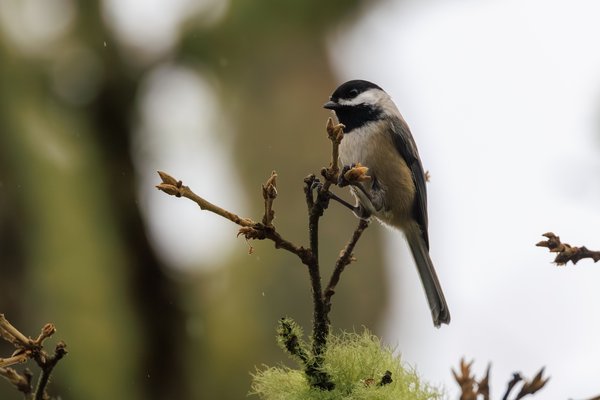 Black-capped Chickadee