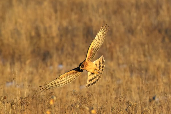 Northern Harrier